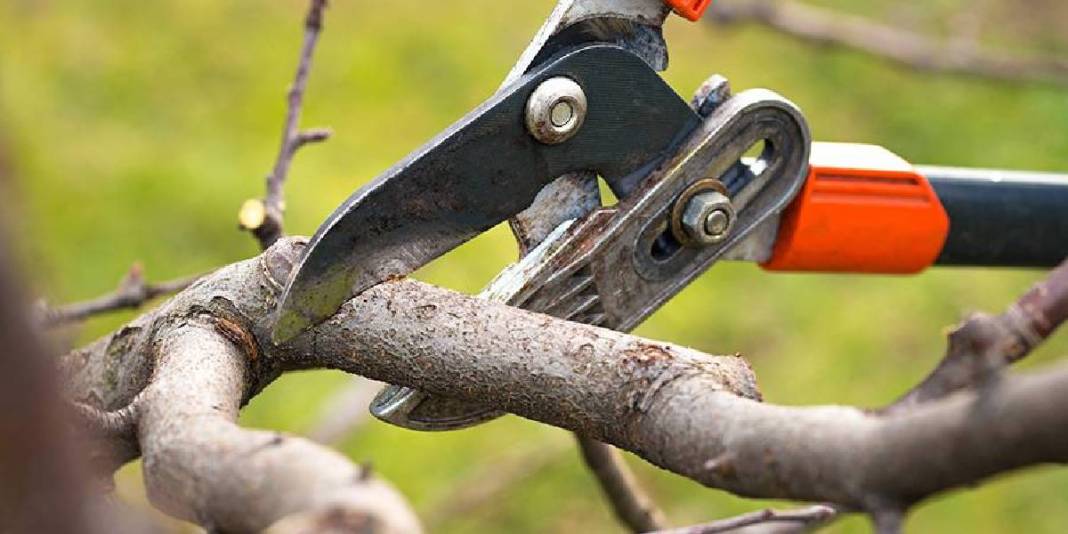 Kasım ayında hangi ağaçlar budanır? Sonbahardan kışa geçişte bu bitkiler coşacak! 3